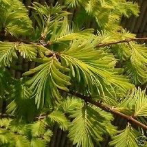 Metasequoia Gold Rush Golden Dawn Redwood Fresh Seeds - £14.26 GBP