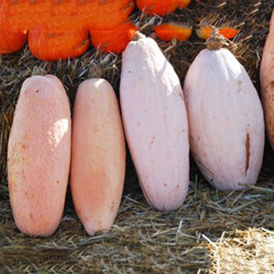 20 Seeds Pink Banana Jumbo Pumpkin Seeds Flesh Fruits Squash Vegetable S... - $3.10