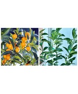 NEW Plant Meiwa sweet kumquat tree grafted 2ft and up No shipping Ca - $161.99