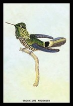 Hummingbird: Trochilus Audeneth by Sir William Jardine - Art Print - £17.29 GBP+