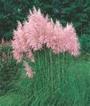 Pampas Grass- Pink- 100 Seeds keren tera store - £4.71 GBP