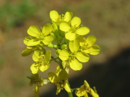 500 Black Mustard Seeds (Brassica Nigra)     Annual From US - $13.95