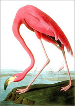 FLAMINGO Print: Vintage Audubon Bird Illustration Art Print, Pink - $8.57