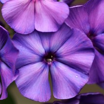 US Seller 250 Dwarf Beauty Blue Phlox Drummondii Nana Compacta Fragrant Violet B - £10.95 GBP