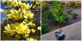 2 Yellow Bird Magnolia Trees/Shrubs - 6-12&quot; Tall - Live Plants - 3&quot; Pots - H03 - £101.33 GBP
