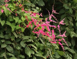 Antigonum Leptopus Coral Vine 5 Seeds Fresh Usa Seeds - £13.41 GBP