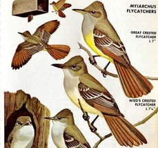 Flycatchers 4 Varieties And Types 1966 Color Bird Art Print Nature ADBN1p - $19.99