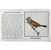Vesper Sparrow Bird Print 1931 Blue Book Birds Of America Antique Art PC... - £15.97 GBP