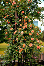 5 Orange Climbing Rose Rosa Bush Vine Climber Fragrant Butterfly Flower Seeds - £6.52 GBP