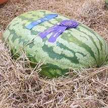 SALE  Carolina Cross Watermelon Seeds Non-Gmo Seed Store - £5.39 GBP