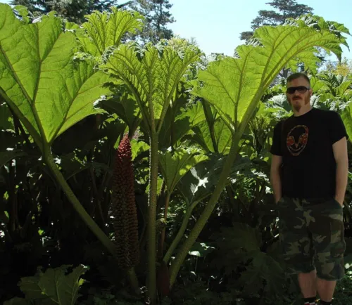 Gunnera Insignis Poor Mans Parasol &amp; Umbrella 200 Seeds Fresh Seeds - £14.30 GBP