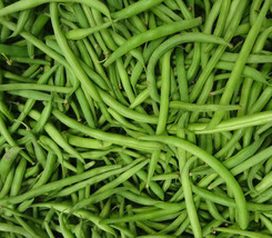 Burpee Stringless Green Bean Seeds, 1/4 Lb, NON-GMO, Free Shipping - £9.39 GBP