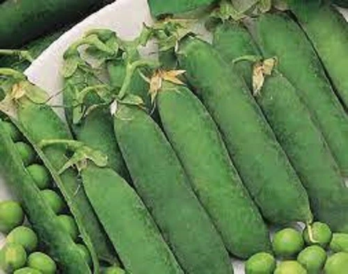 Little Marvel Green Pea Organic Seeds US Fast Shipping - $55.79 MXN