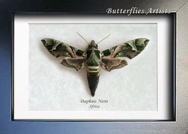 Hawk Moth Green Camouflage Oleander Daphnis Nerii Entomology Collectible Display - £55.14 GBP