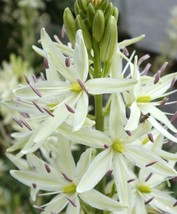 30+ CAMAS BOLD WHITE FLOWER SEEDS GREAT FOR BOUQUETS - $9.84
