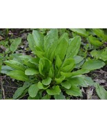 Plantain Herb Seeds 250+ Plantago Major Medicinal Perennial Heat Tolerant  - £3.05 GBP