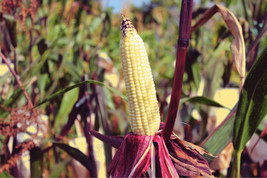 SGHOST 50 Kandy Korn Corn Sweet Yellow Corn Red Husk Hse Zea Mays Vegetable Seed - £7.82 GBP