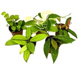 Stunning 2 inch Harmony Foliage Harmony's Hoya Assortment Set of 5 - $734.62 Stunning 2 inch Harmony Foliage Harmony's Hoya Assortment Set of 5 - $734.62