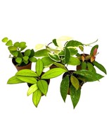 Stunning 2 inch Harmony Foliage Harmony&#39;s Hoya Assortment Set of 5 - €636,97 EUR