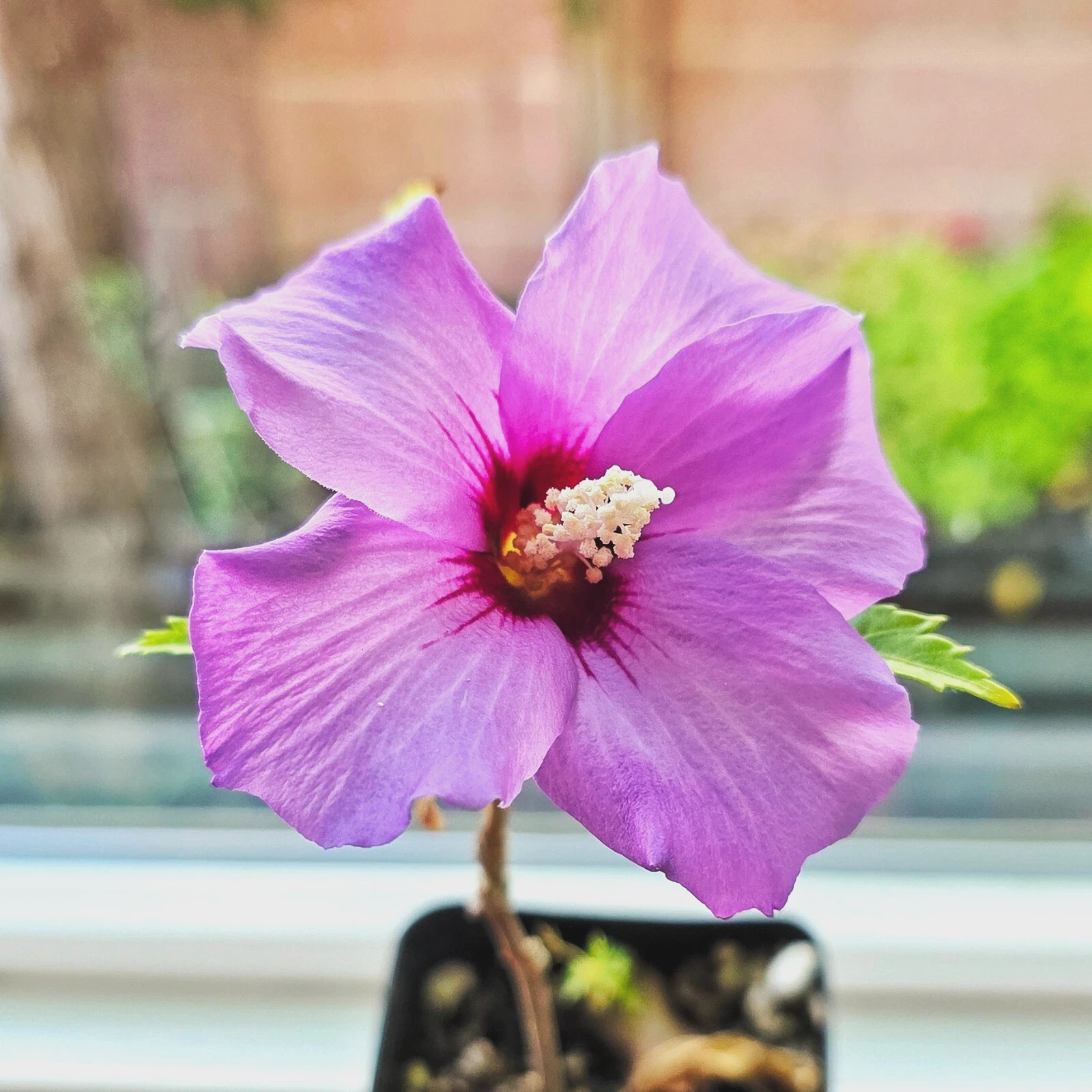Lavender Rose of Sharon one stem mini starter plant in 2&quot; Pot - Californ... - $30.37