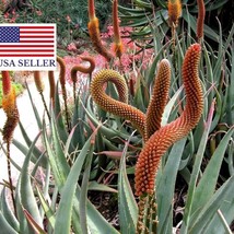 Fresh USA Seller Aloe Castanea Cats Tail Aloe 5 Seeds - £13.13 GBP