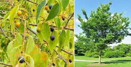 New Fresh Seeds 15 Western Hackberry Seeds Celtis Occidentalis Fast Ship - $11.80