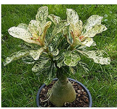 100% True Desert Rose Scarce Grafted Variegated Leaves Petals Potted Home Garden - £8.69 GBP