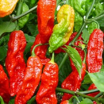 50 Pepper Seeds Bhut Jolokia Red Ghost Pepper Gardening USA Shipping - £15.48 GBP