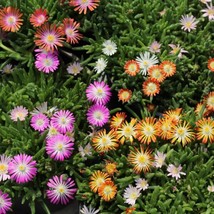 OKB 50 Desert Jewels Ice Plant Seeds - Delosperma Luckhoffii - Mixed Colors - £10.25 GBP