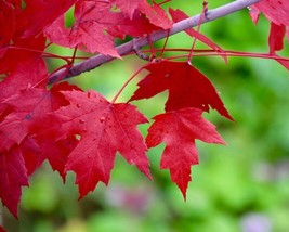 Fast Growing Tree Seeds Red Maple Acer 25 Seeds - £6.24 GBP