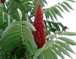 Sale 50 Seeds Staghorn Sumac Tree Rhus Typhina Yellow Flowers Red Berries USA - £7.91 GBP