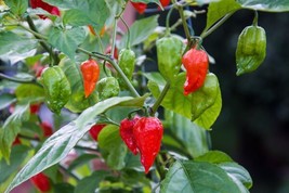 Ghost Pepper Seeds | Bhut Jolokia Peppers | Hot | Spicy | Vegetable FRESH - £9.36 GBP