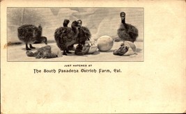 RARE Pasadena CA Private Mailing Card South Pasadena Ostrich Farm BK67 - £5.44 GBP