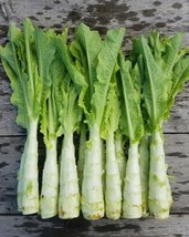 Lettuce Green Mountain Celtuce, 250 Seeds R - £11.34 GBP