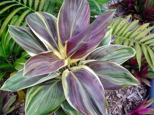 Miss Andrea Cordyline Terminalis Hawaiian Ti Aka Good Luck Plants - £23.20 GBP