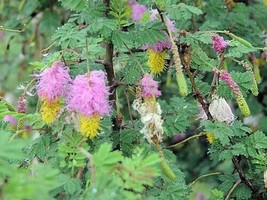 GIB Dichrostachys cinerea | Sicklebush | Chinese Lantern Tree | 20 Seeds - £16.78 GBP