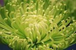 200 Chrysanthemum seedsItem NO. DL402C - £9.49 GBP