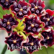 US Seller 100Pcs Hoya Carnosa Seeds Blood Red Color Fast Shipping - £11.52 GBP