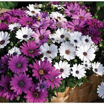 100 Seeds White &amp; Purple Mix African Daisy Seeds-Perennials 2 - £4.78 GBP