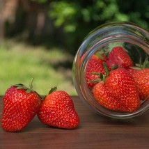 5 Strawberry Plants Chandler June Bearing Strawberry Plants Bare Root St... - $34.29 CAD