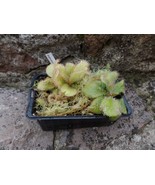 Drosera schizandra adult plant, Carnivorous plant, Sundew 1 plant - £15.72 GBP