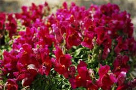 Snapdragon- Ruby- 200 Seeds- Tera Store - £4.78 GBP