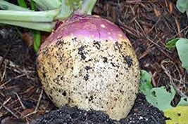 Turnip Seeds,Purple Top White Globe Turnip, Heirloom, Organic, Non GMO,500 Seeds - £17.95 GBP