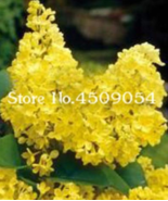 100 Pcs Japanese Lilac Plant Indor Plants Lilac Clove Flower Potted Plant For Se - $14.90