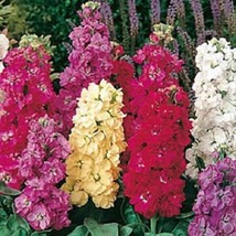 40 Sugar And Spice Mix Stock Matthiola Strong Spicy Scent Flower Seeds Garden Fr - $16.77