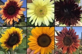 Sunflower 100 Pack Dwarf &amp; 100 Pk Mixed 200 Seed Pack - £14.03 GBP
