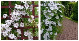 1 Plant White Clematis Vine Starter Plant Gardening - £32.24 GBP