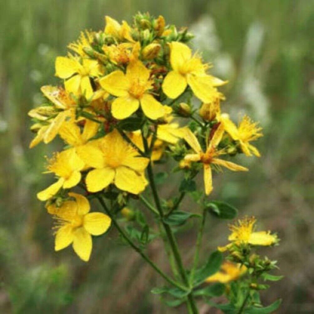 Sale 1500 Seeds Great Saint Johns Wort St John'S Hypericum Pyramidatum Yellow Fl - £7.95 GBP