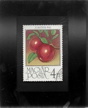 Tchotchke Framed Stamp Art - World Art Paintings - Apples - £6.30 GBP