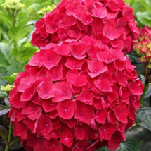 USA SELLER 50Pcs Multiple Color Choice Hydrangea Perennial Flower Plant Hydrange - $15.14